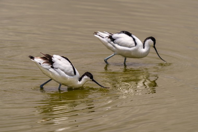 108 Amboseli Nationaal Park.jpg